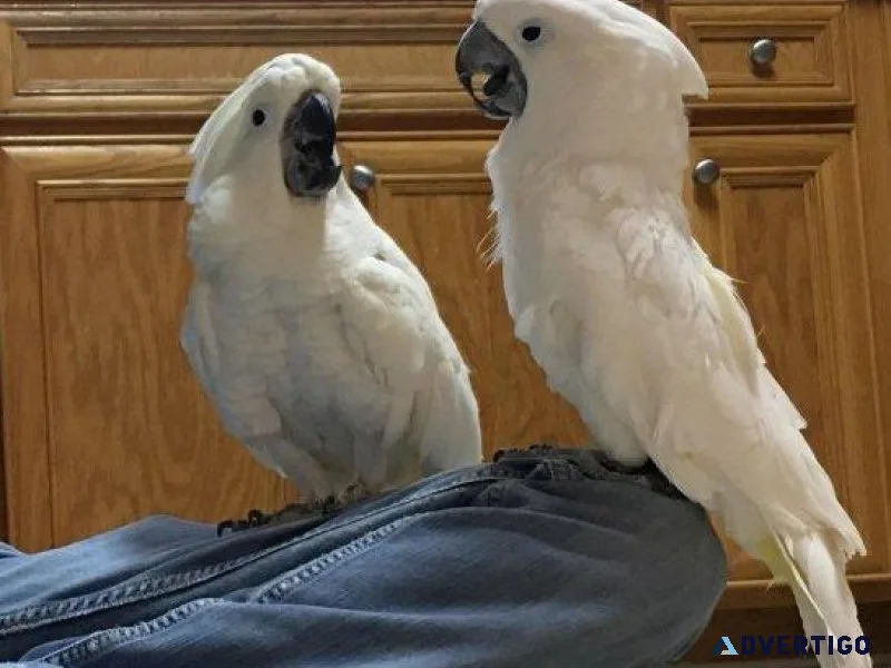 Hand Reared Friendly Umbrella Cockatoos Pair