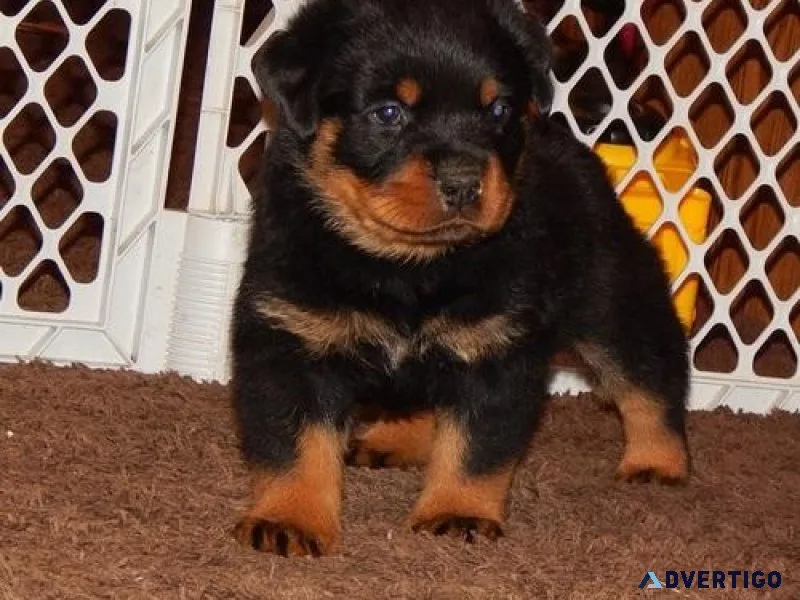 mountainous every German rottweiler puppies for Sale