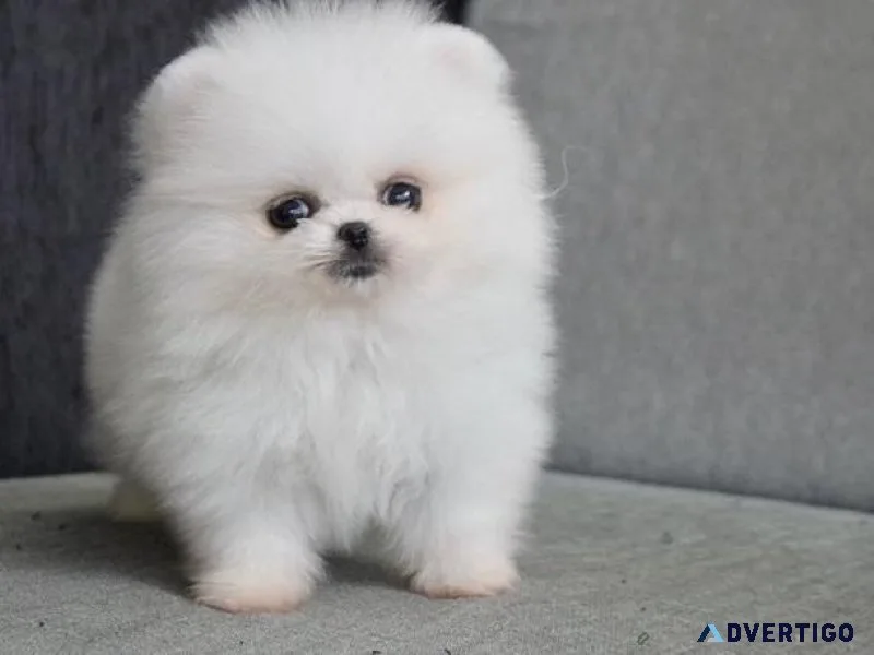 Fedjj Pomeranian puppies for sale