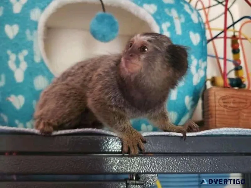Marmoset Monkeys