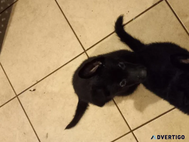 German Shepherd puppies