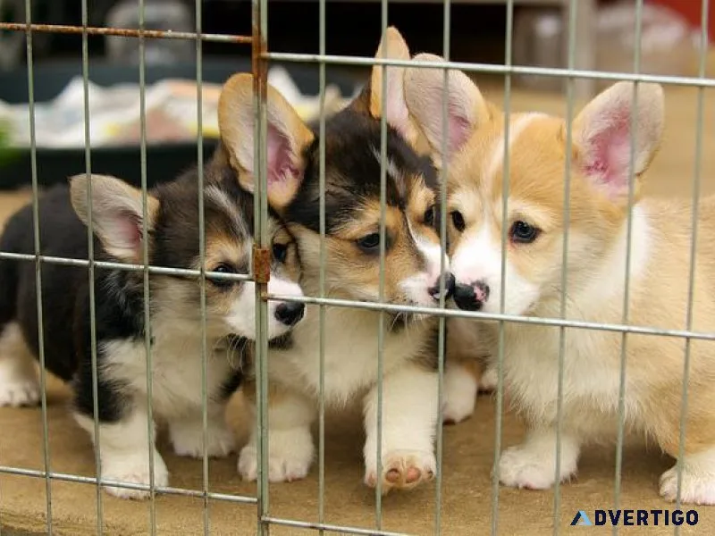 vgrj Pembroke Welsh Corgi Puppies