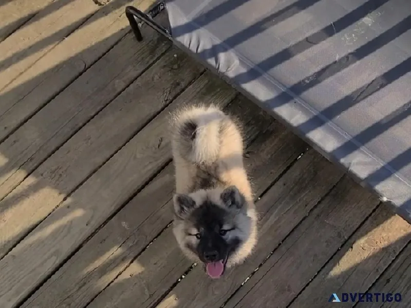 KeeshondLonghair Shiba inu