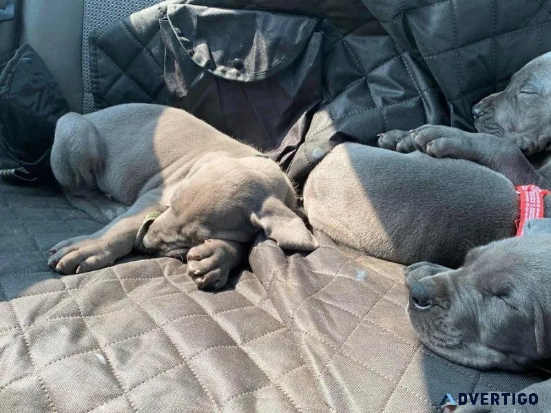 Healthy Great dane puppies available now