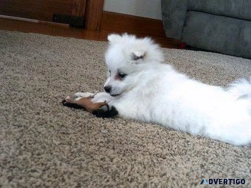 Playful American Eskimo puppies ready now