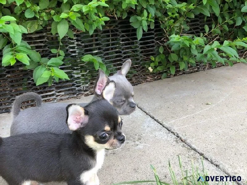 bhrtj Chihuahua Puppies