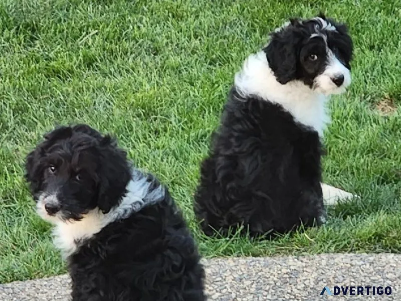 Aussiedoodles