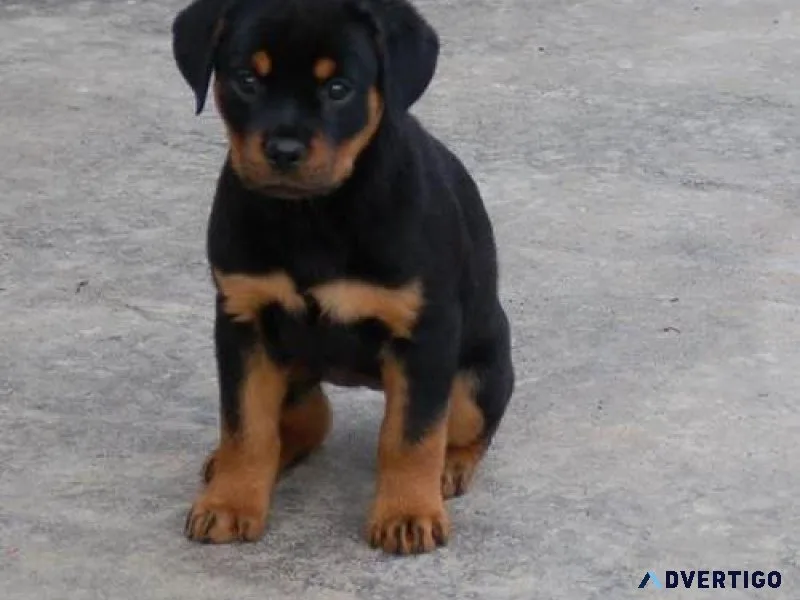 joint German rottweiler puppies for good homes