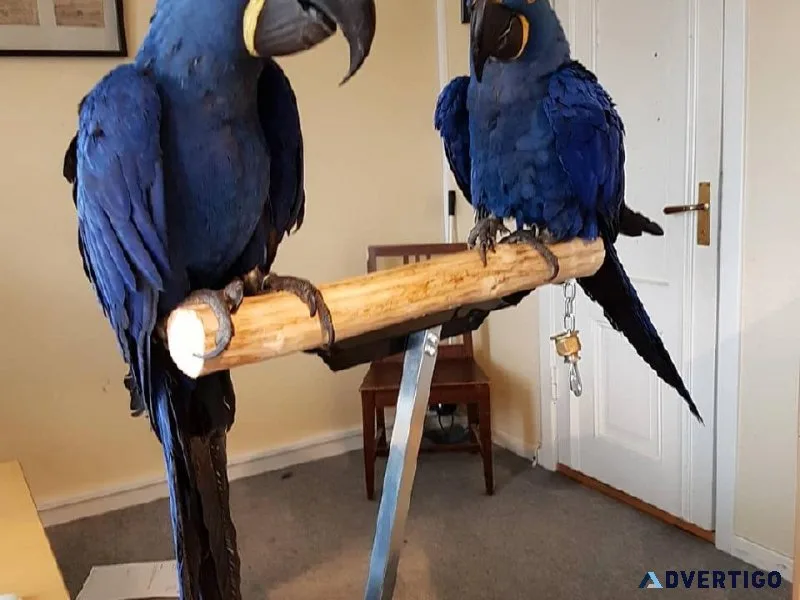 Hyacinth Macaw Babies