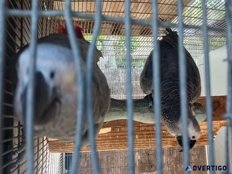 Africangrey male and female