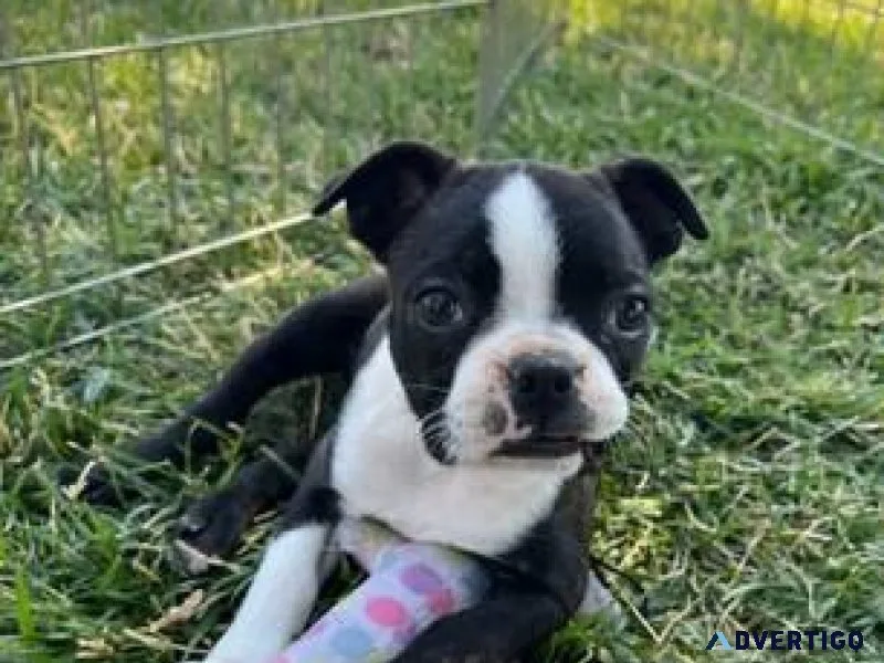 Boston Terrier puppies
