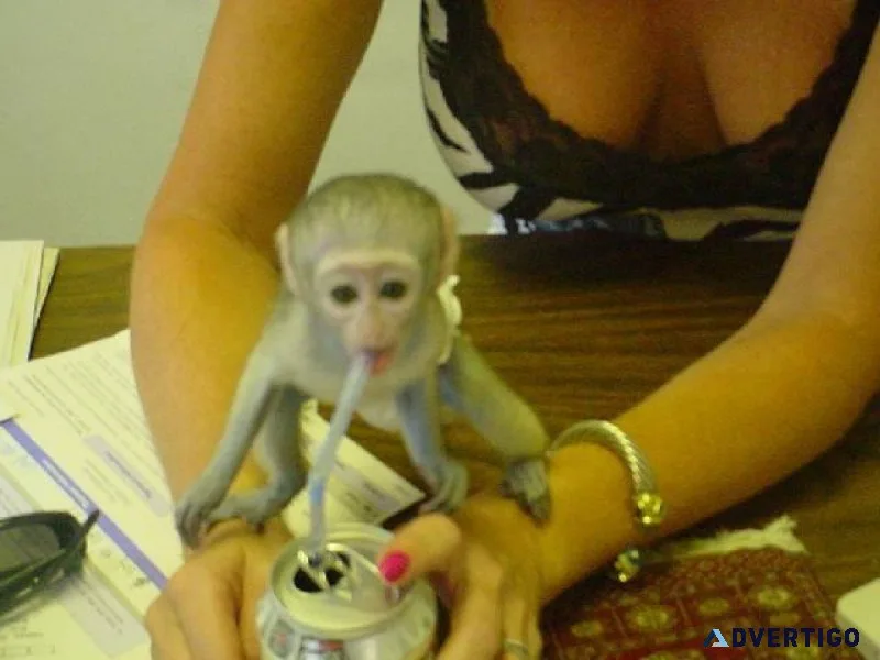 Capuchin Monkey