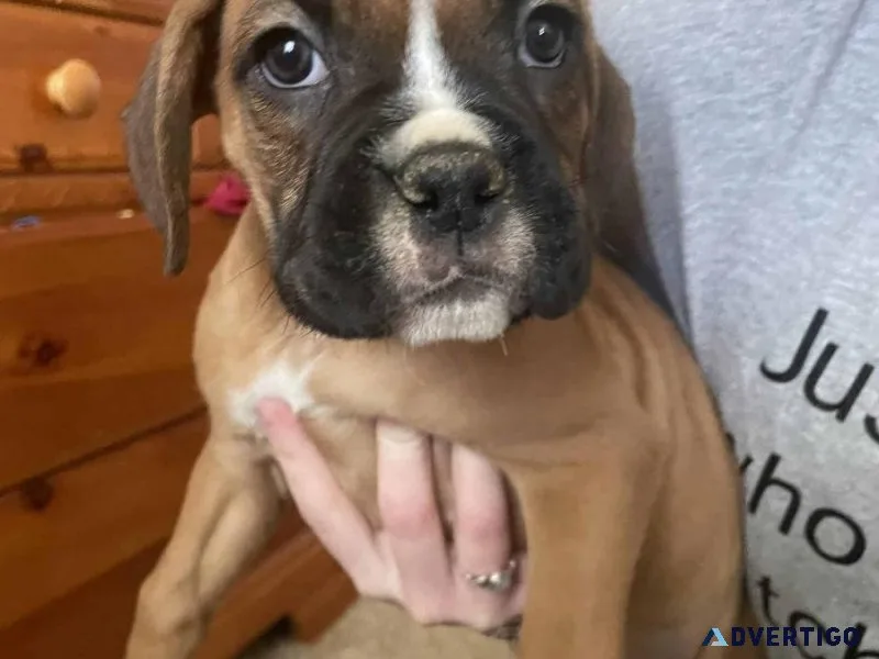 Daisey Boxer Puppy