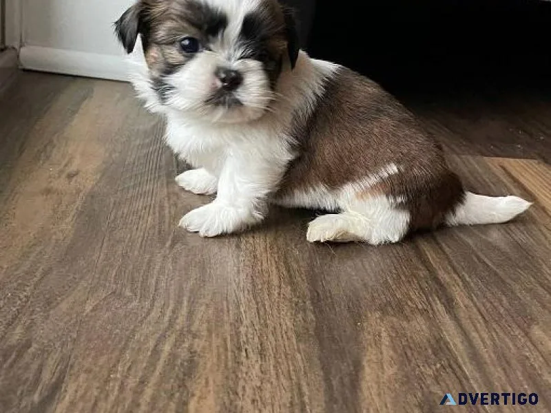 zsvg Super Shih tzu puppies