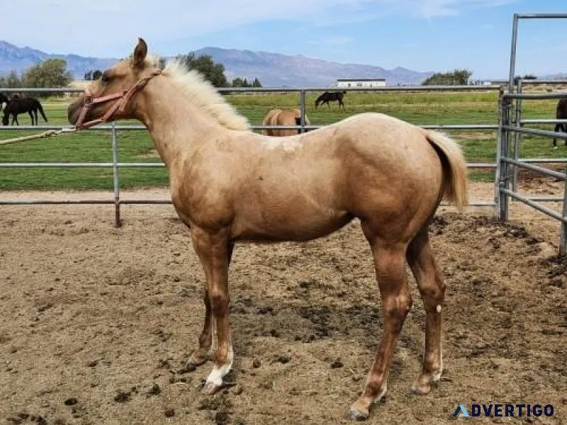 Horses For Sale Palomino Filly