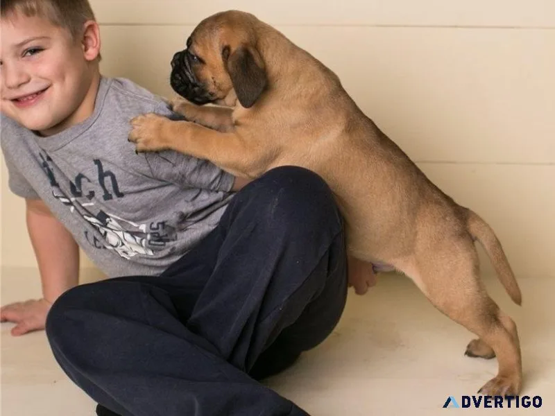 Bullmanstiff puppies
