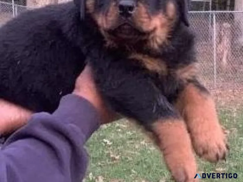 German Rottweiler puppies available