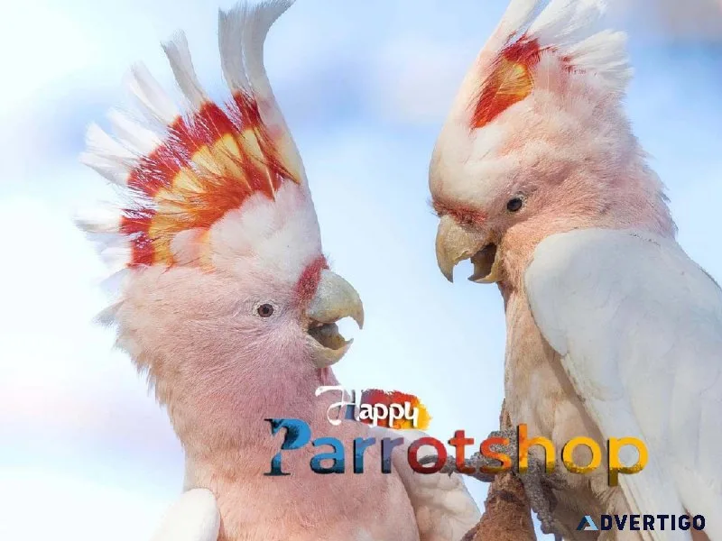Cockatoo Parrots