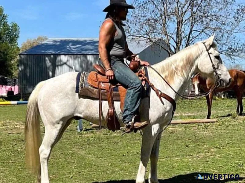 Matured horses ready for adoption