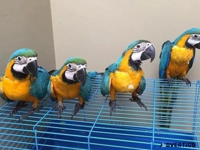 Hand Reared Blue and Gold Macaws for sale