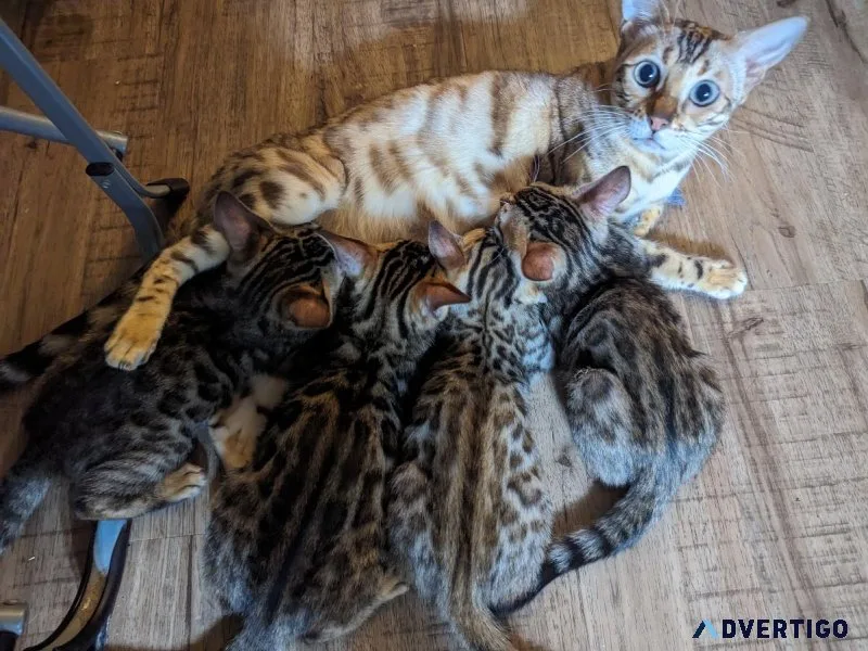 Bengal Kittens