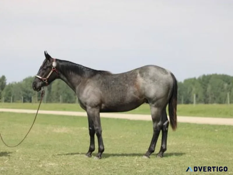 Horse For Sale Blue Roan Yearling Stud