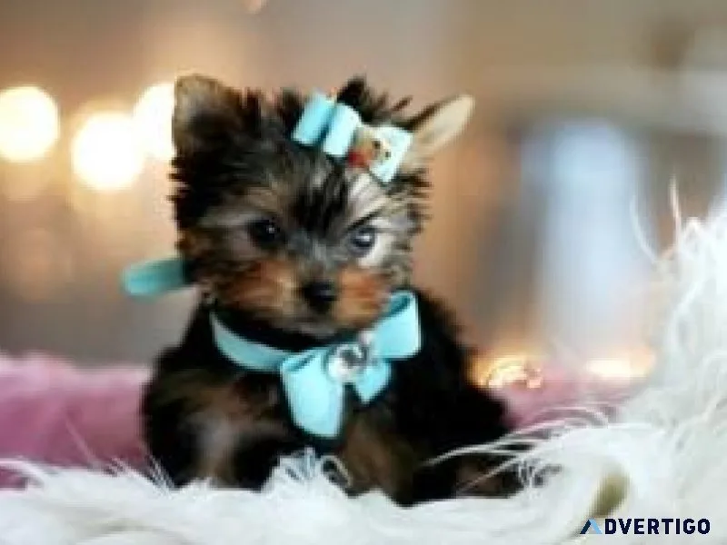Top Quality Yorkshire Terrier Puppies For Sale 