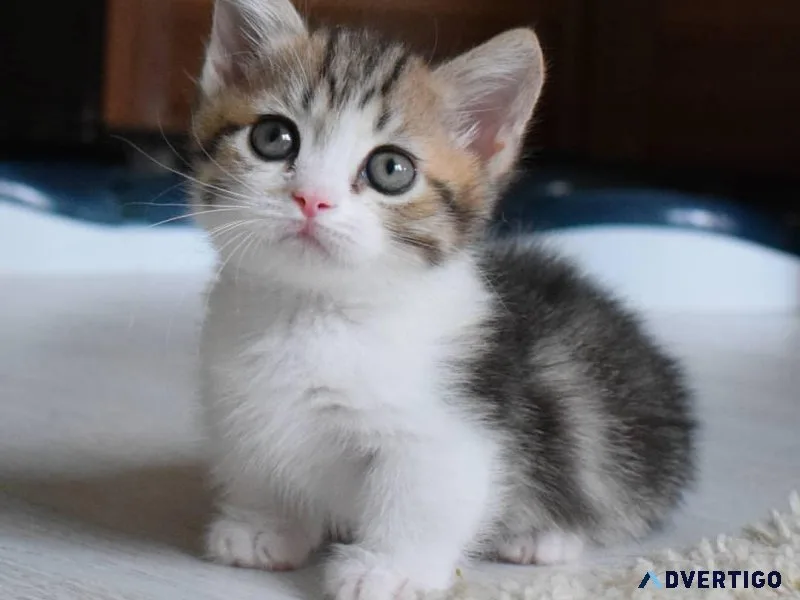 Cute kitten for sale