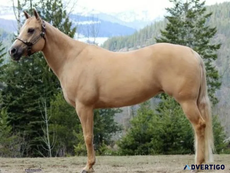 2016 AQHAPHBA mare