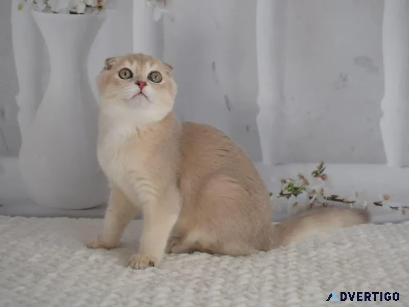 Adorable kitten for sale