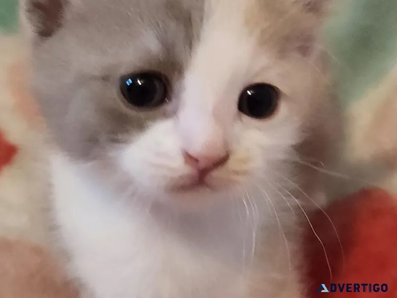 Munchkin kitten