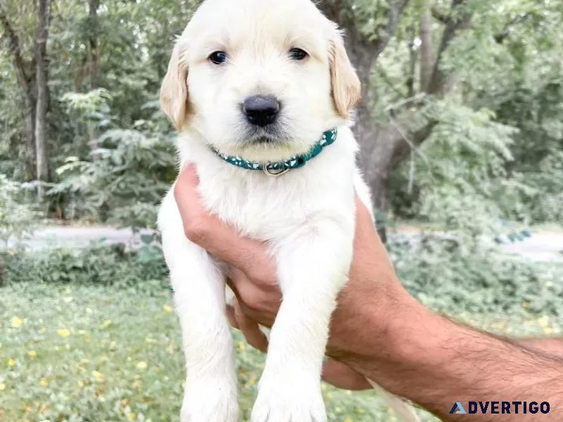 AmericanEnglish golden retriever puppies