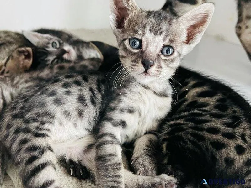 Bengal kittens for sale