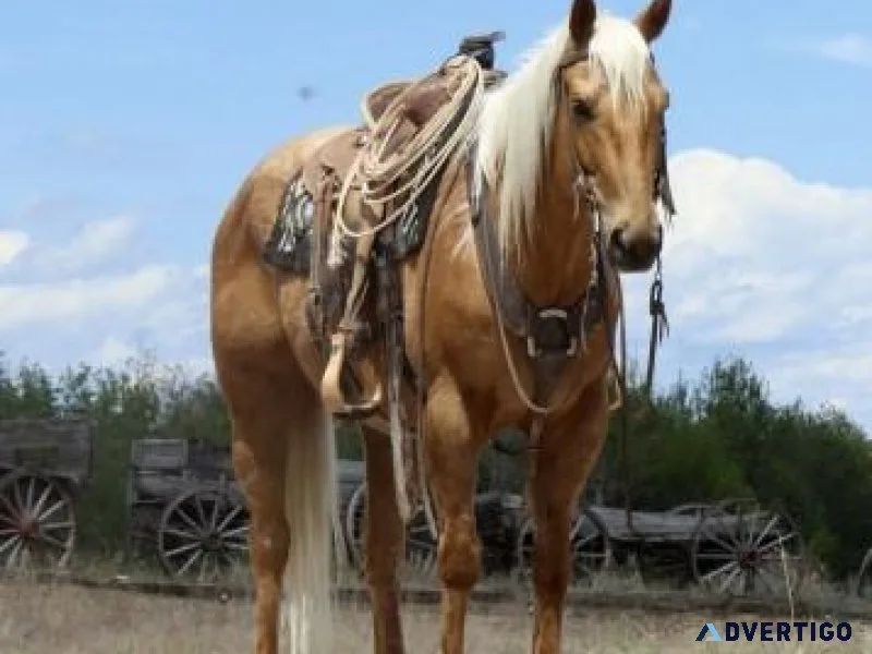 2016 AQHA Palomino Solid Seasoned Ranch Gelding