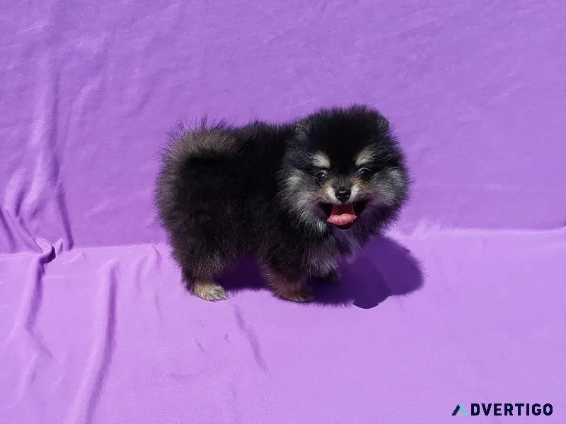 TEACUP BLACK WITH TAN POMERANIAN PUPPY MALE