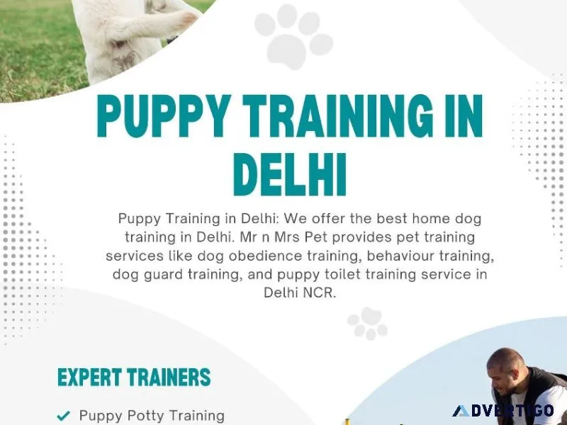 Professional Puppy Training in Delhi