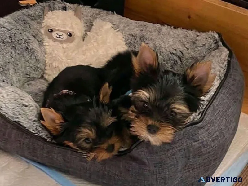 btjty Yorkshire Terrier Puppies