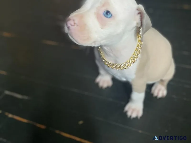 American Bully
