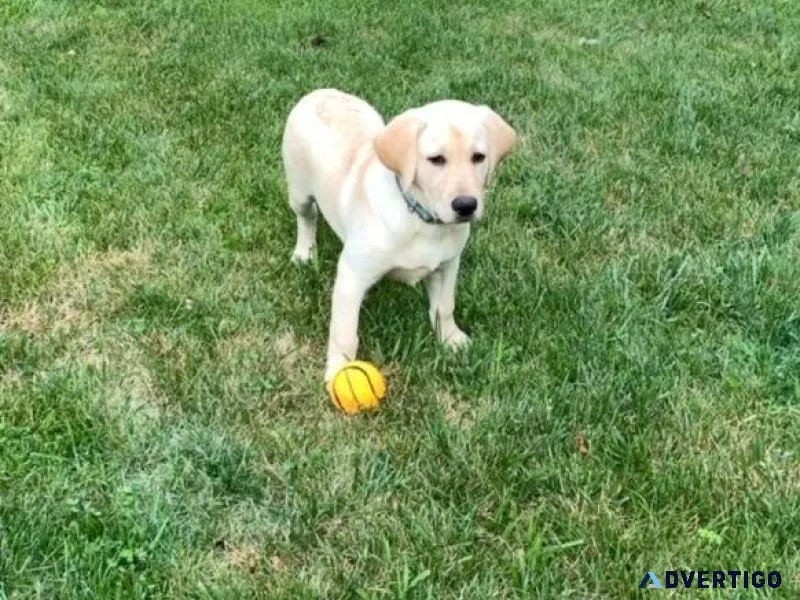 Labrador Retriever puppies