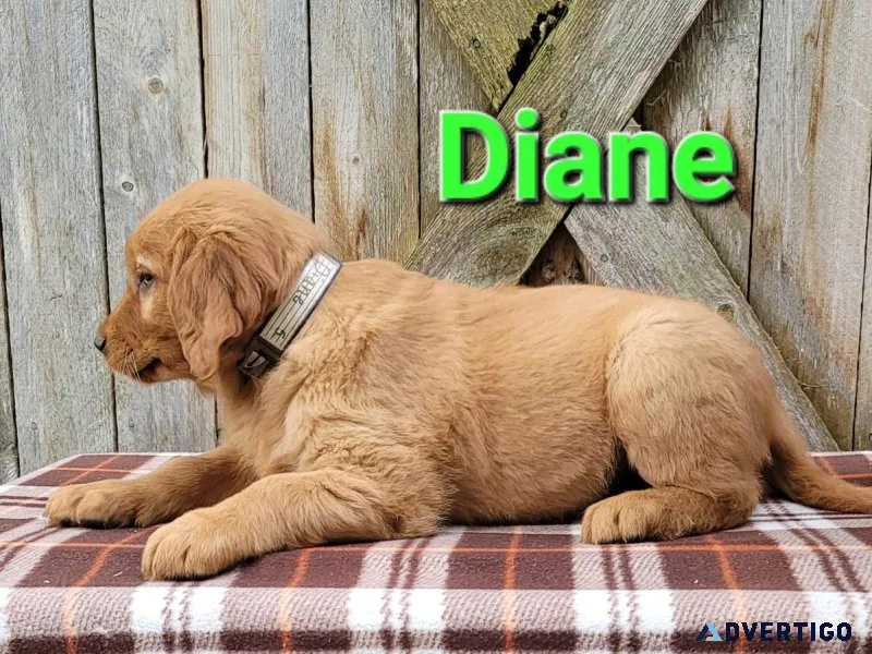 AKC Golden Retrievers born July 26th. Call 231 215 0062
