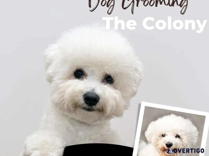 Grooming Excellence Your Dog s Spa Day at Paw Oasis Pet Resort