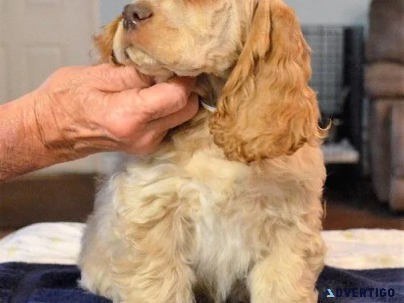 Well Socialized Cocker Spaniel puppies.