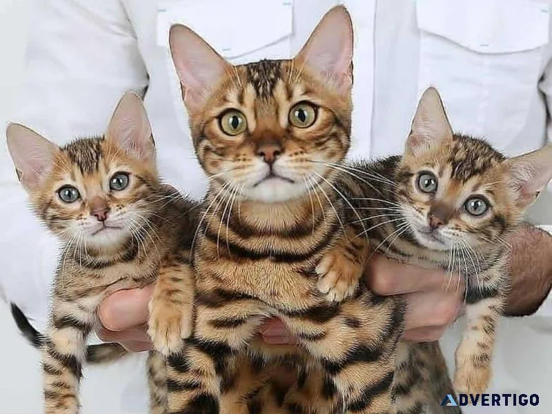 Selling male and female bengal kittens