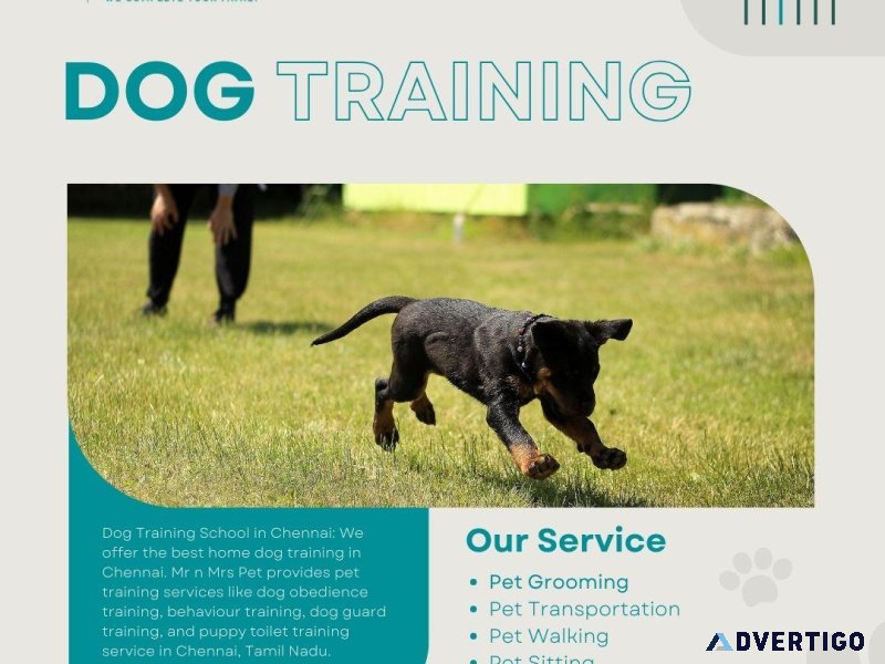 Professional Dog Training School in Chennai