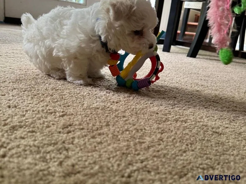 Maltese