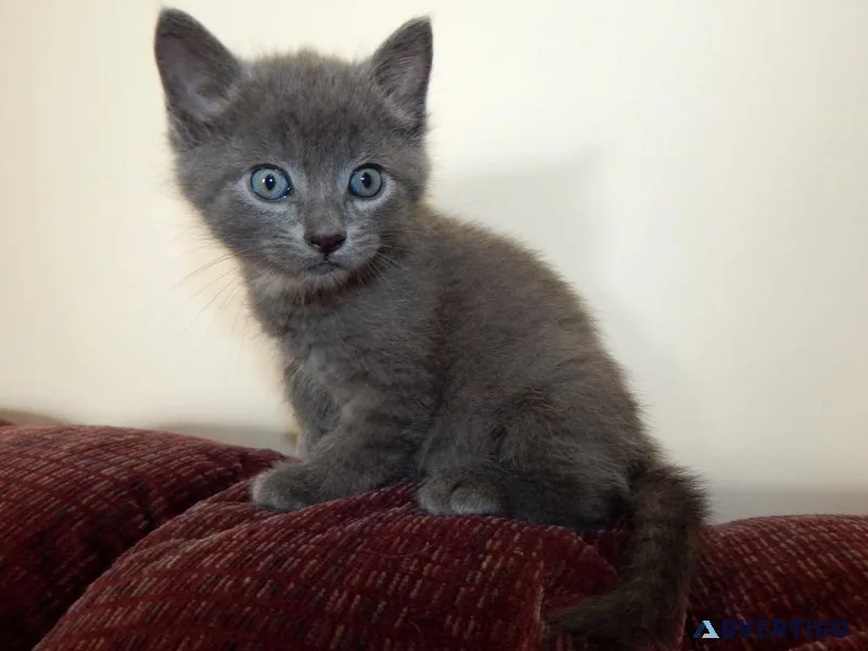 fvjujschud Russian blue kittens