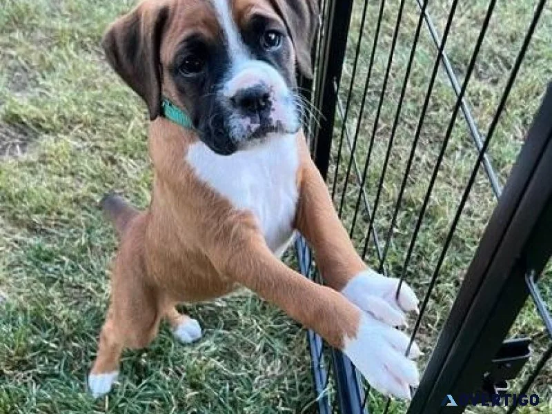 Home raised Boxer puppies available