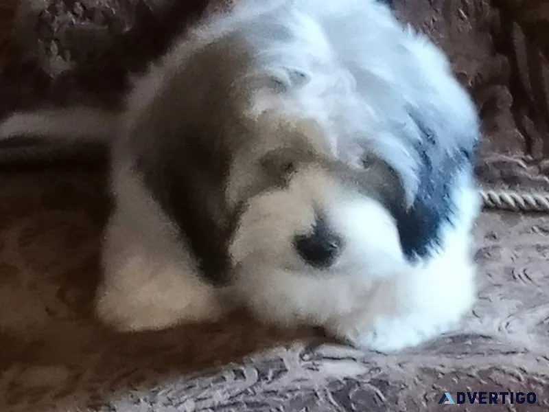 Beautiful 12 long haired Dashound and 12 shitzu