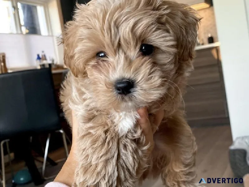 maltipoo