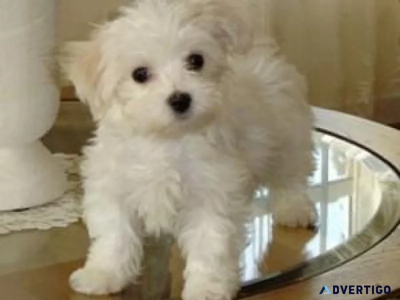 Friendly Teacup Maltese Puppies